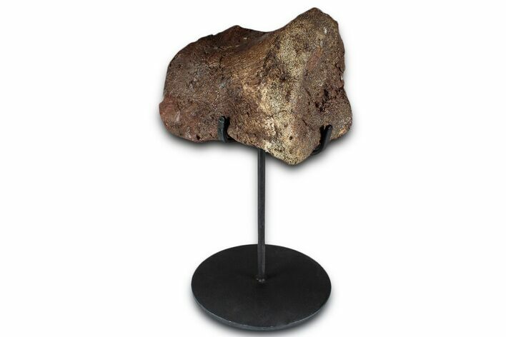 Hadrosaur (Edmontosaurus) Phalanx with Metal Stand - Montana #351947